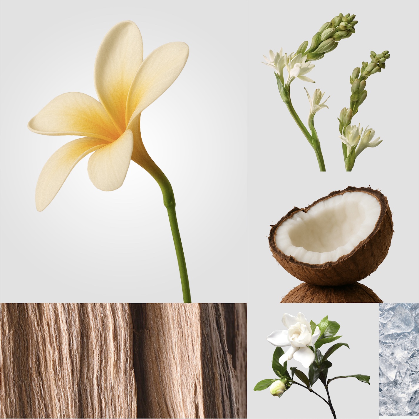 Collage of natural fragrance ingredients: flowers, wood, and botanicals.